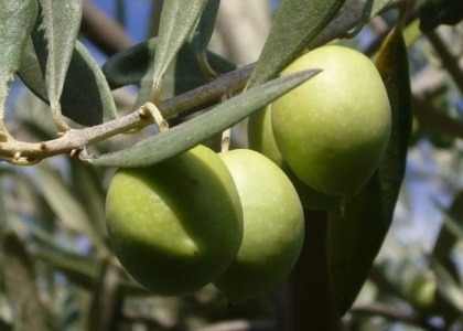 Tag 3 l Samstag l Granada - Ausflug zum Olivenbauern